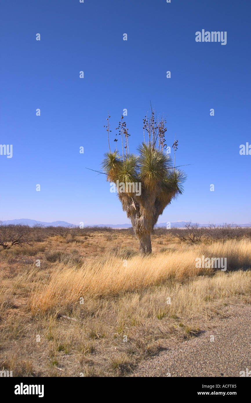 Large desert hi-res stock photography and images - Alamy