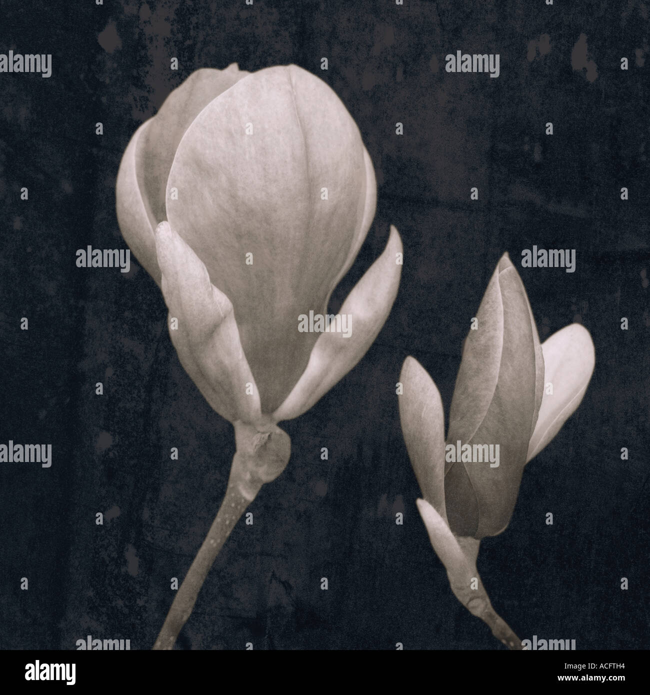 photo of magnolias Stock Photo