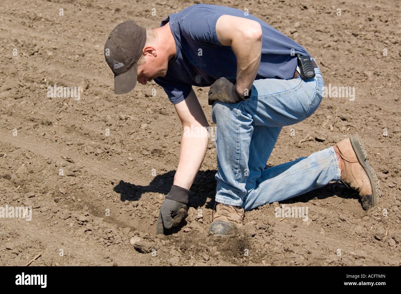 Farmer checks corn seed spacing Stock Photo Alamy