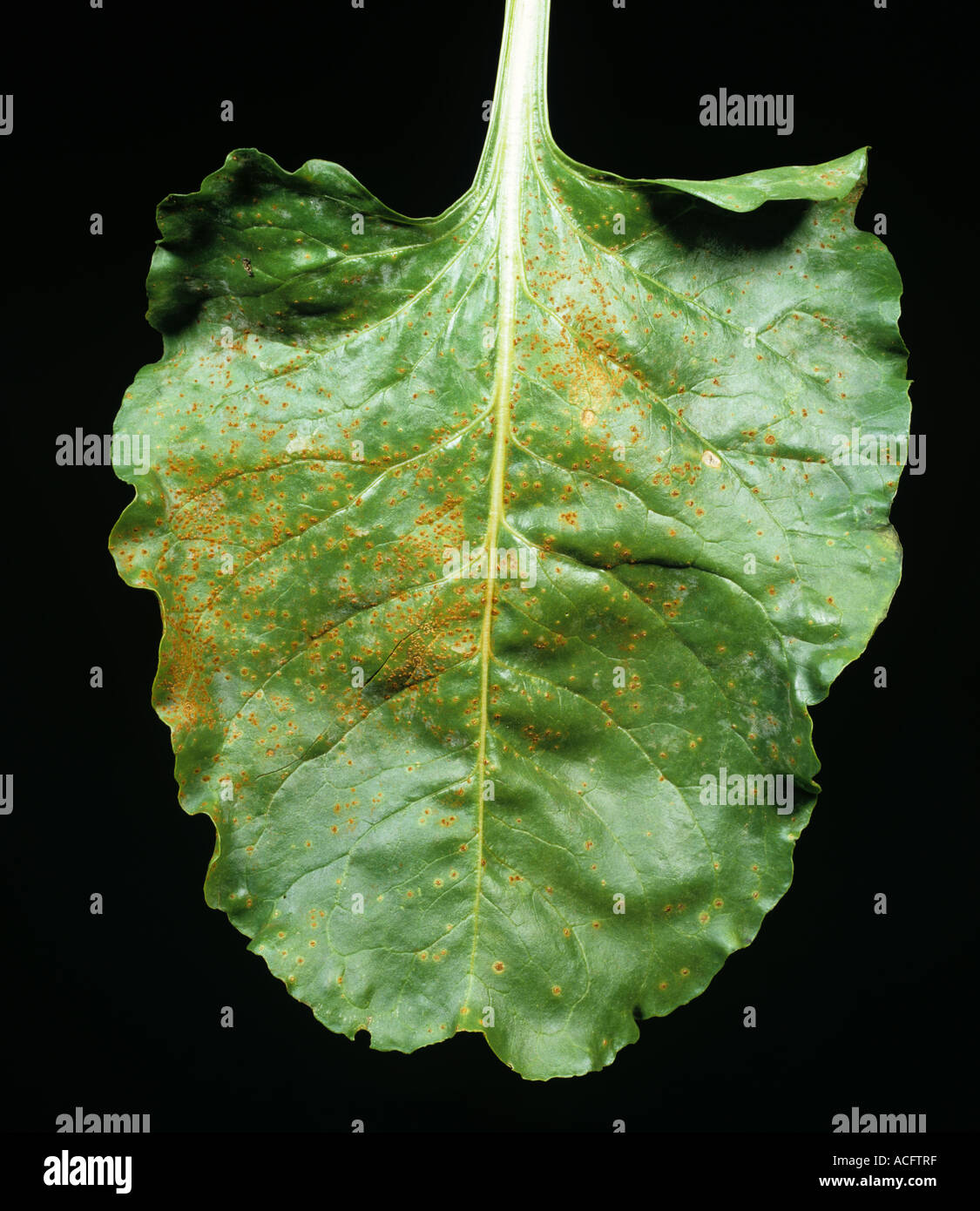 Sugar beet rust Uromyces betae pustules on a sugar beet leaf Stock Photo