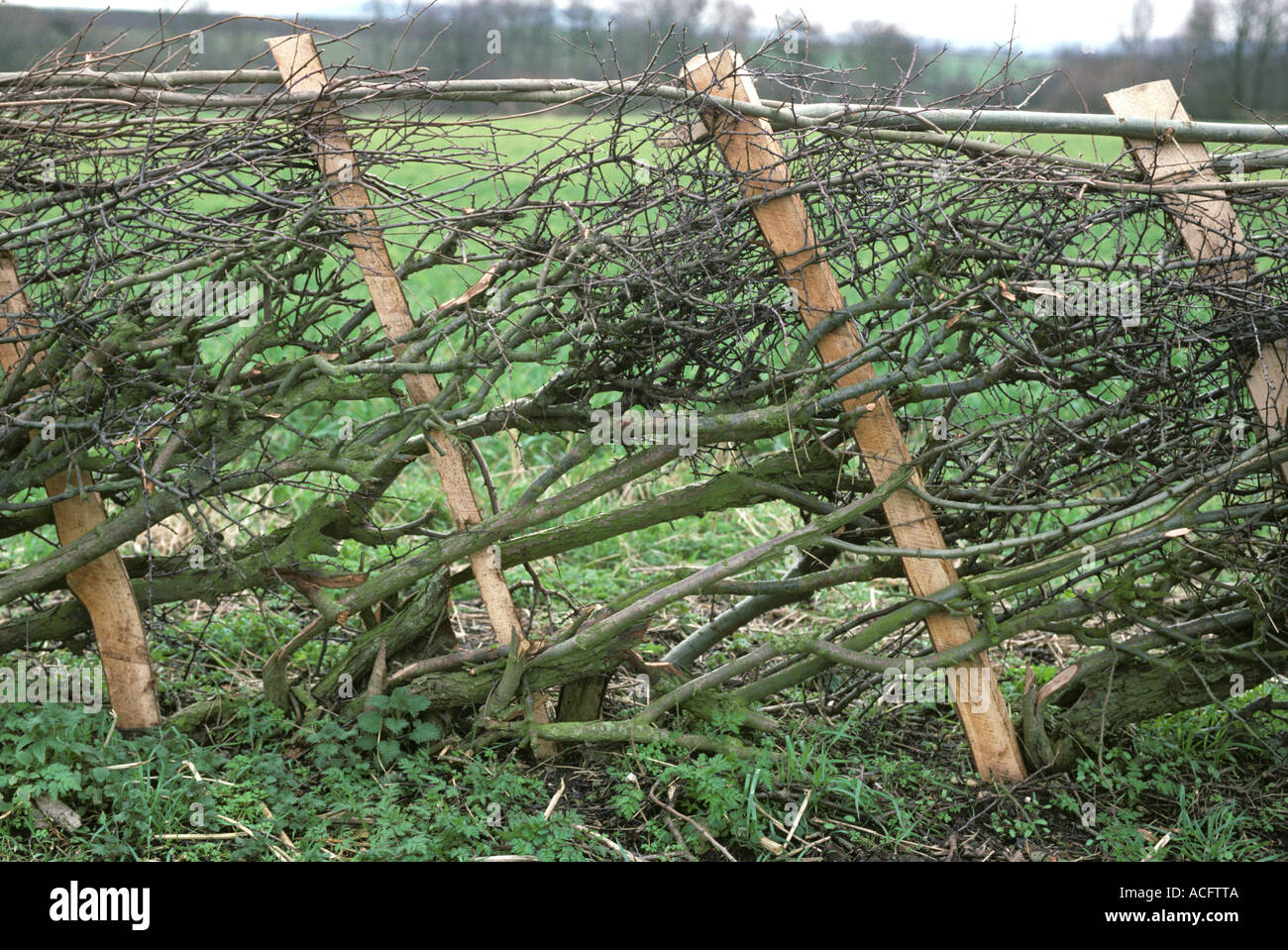 A leafless newly laid hedge with supporting staves Stock Photo