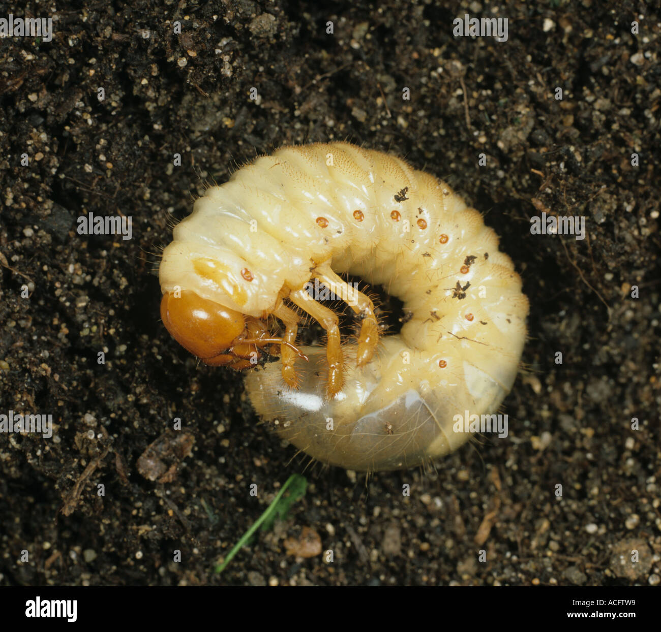 European cockchafer Melolontha melolontha larva grub on soil Stock Photo