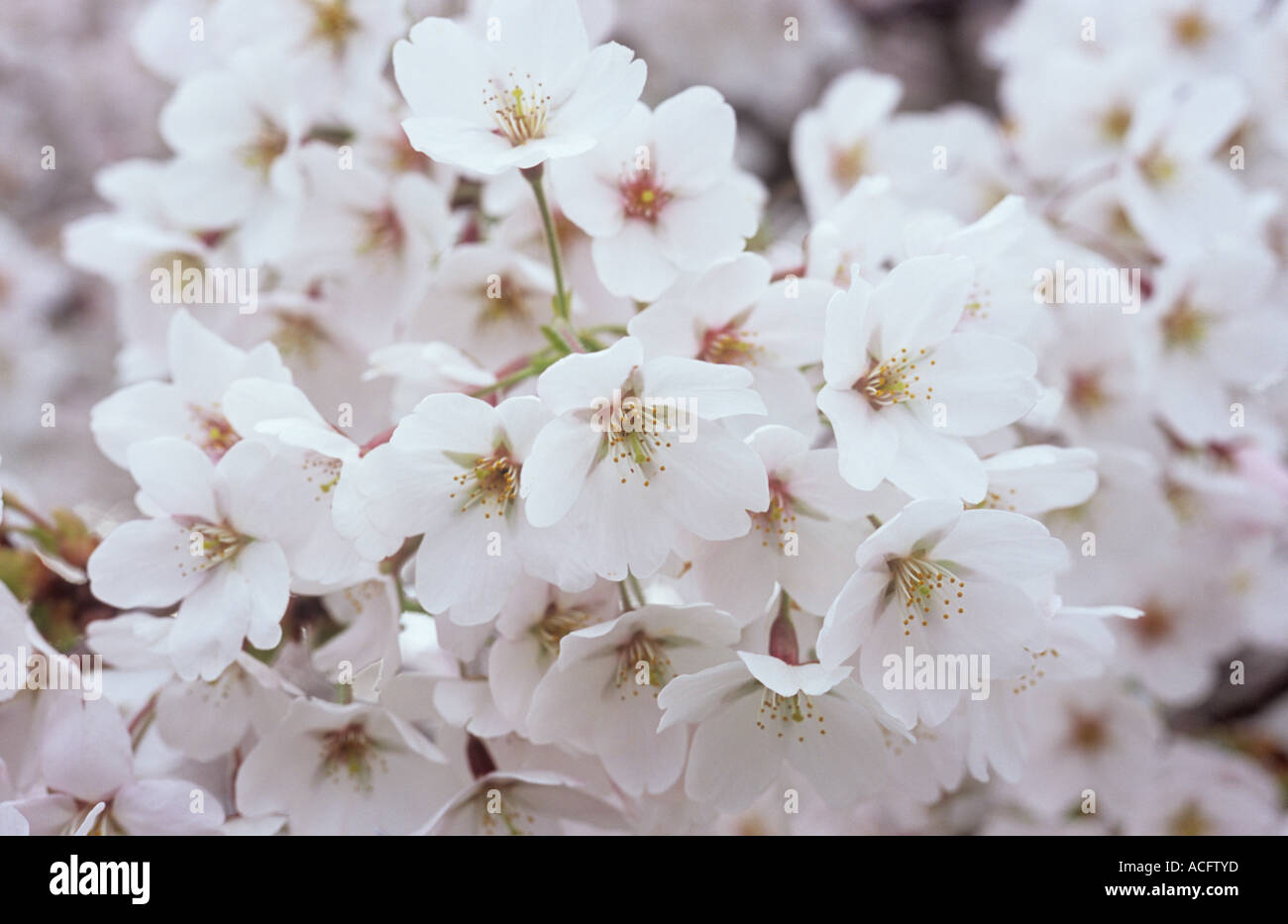 Close up of cluster of the early spring white flowers of the Flowering Fuji cherry or Prunus incisa tree Stock Photo