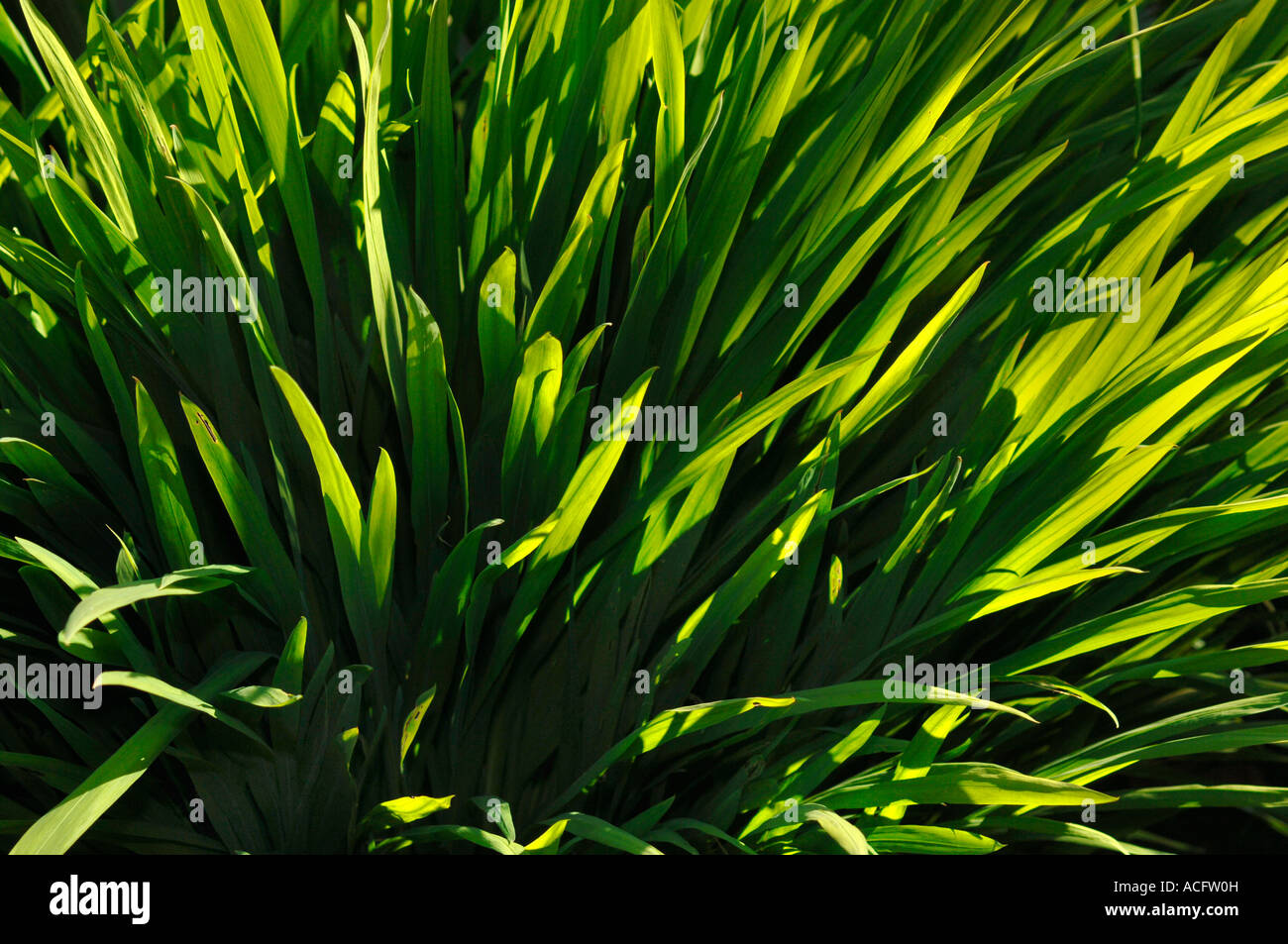 Ths Sun Backlighting A Bunch Of Green Leaves. Stock Photo