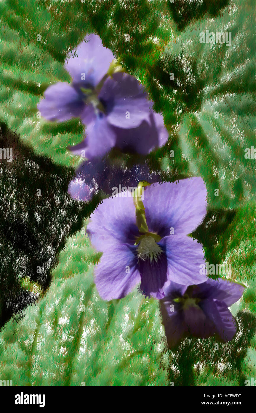 Photoshop rendering of violets Stock Photo
