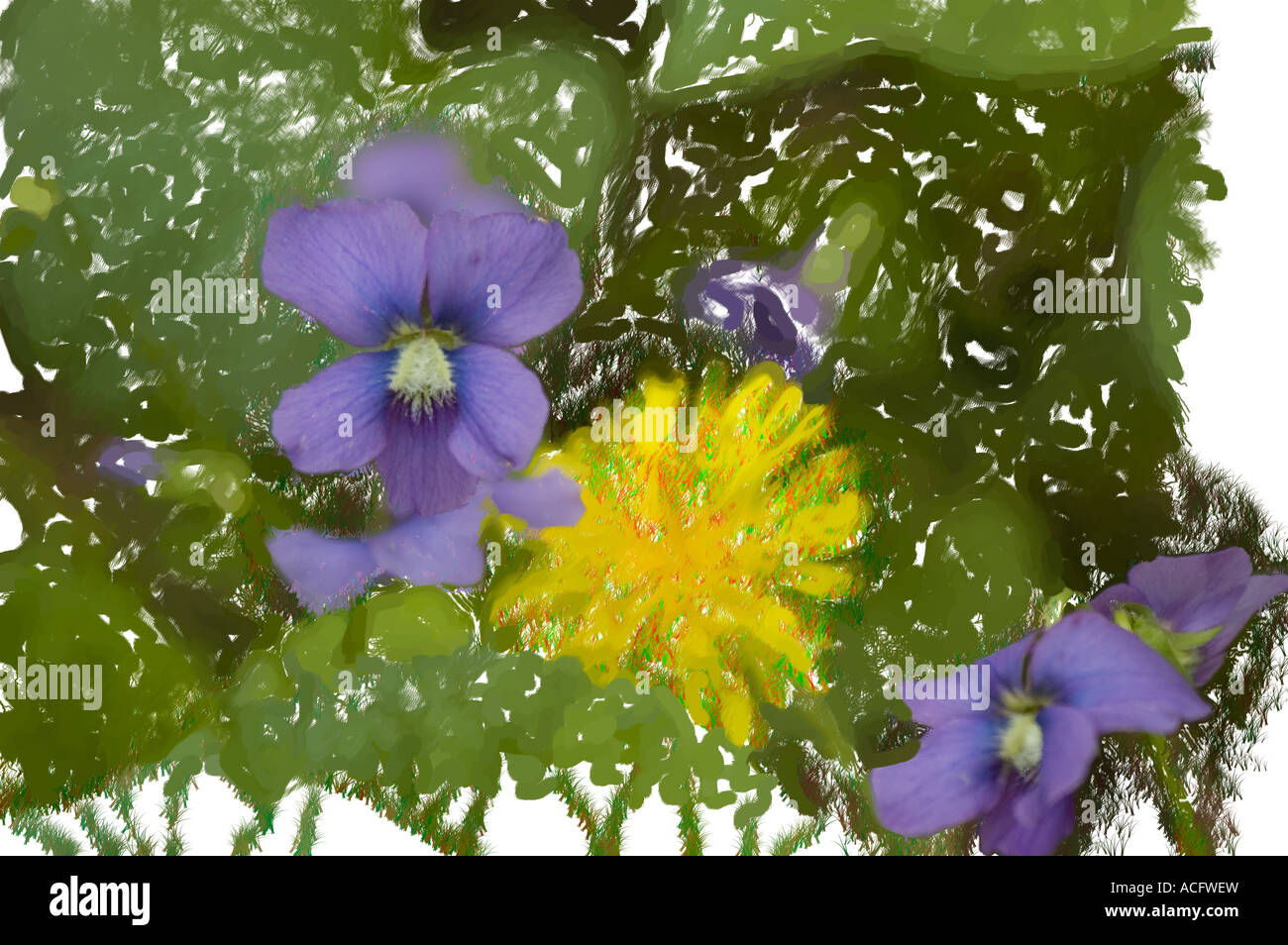 violets and dandelion Photoshop rendering Stock Photo
