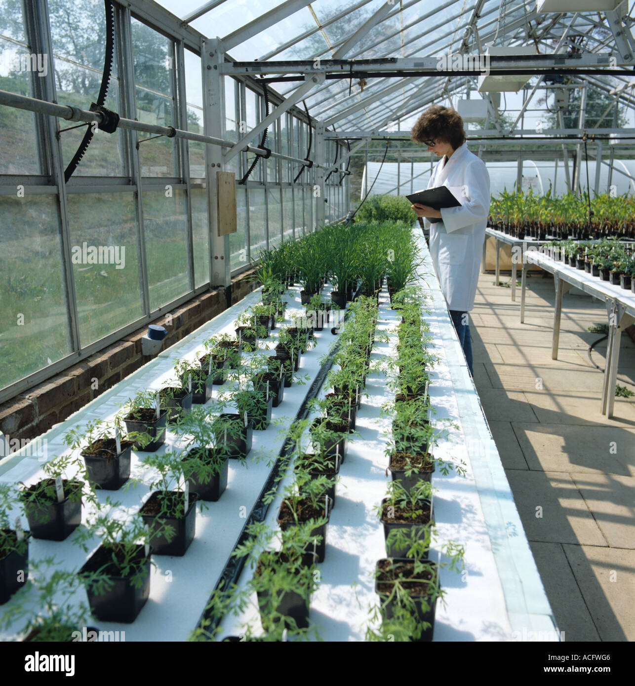 Lady research assistant tending pot plants part of glasshouse Stock
