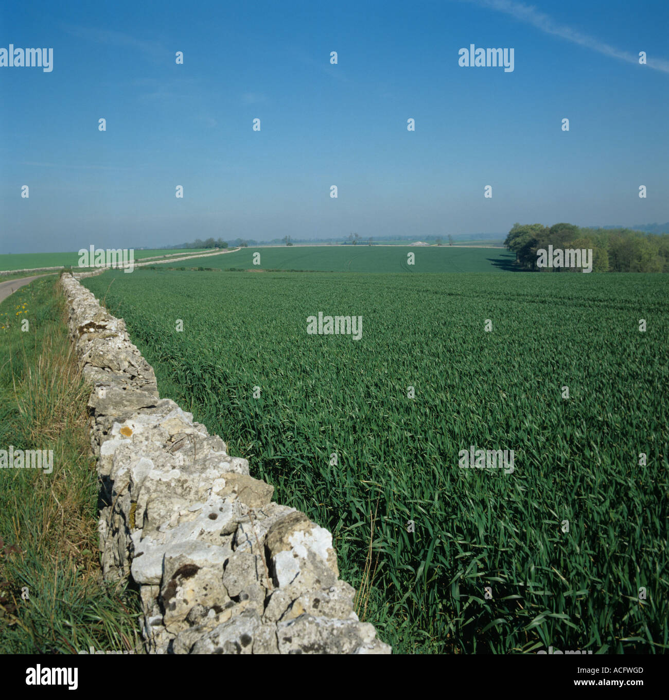 Looking along a Cotswold stone wall bordering a young wheat field in Oxfordshire Stock Photo