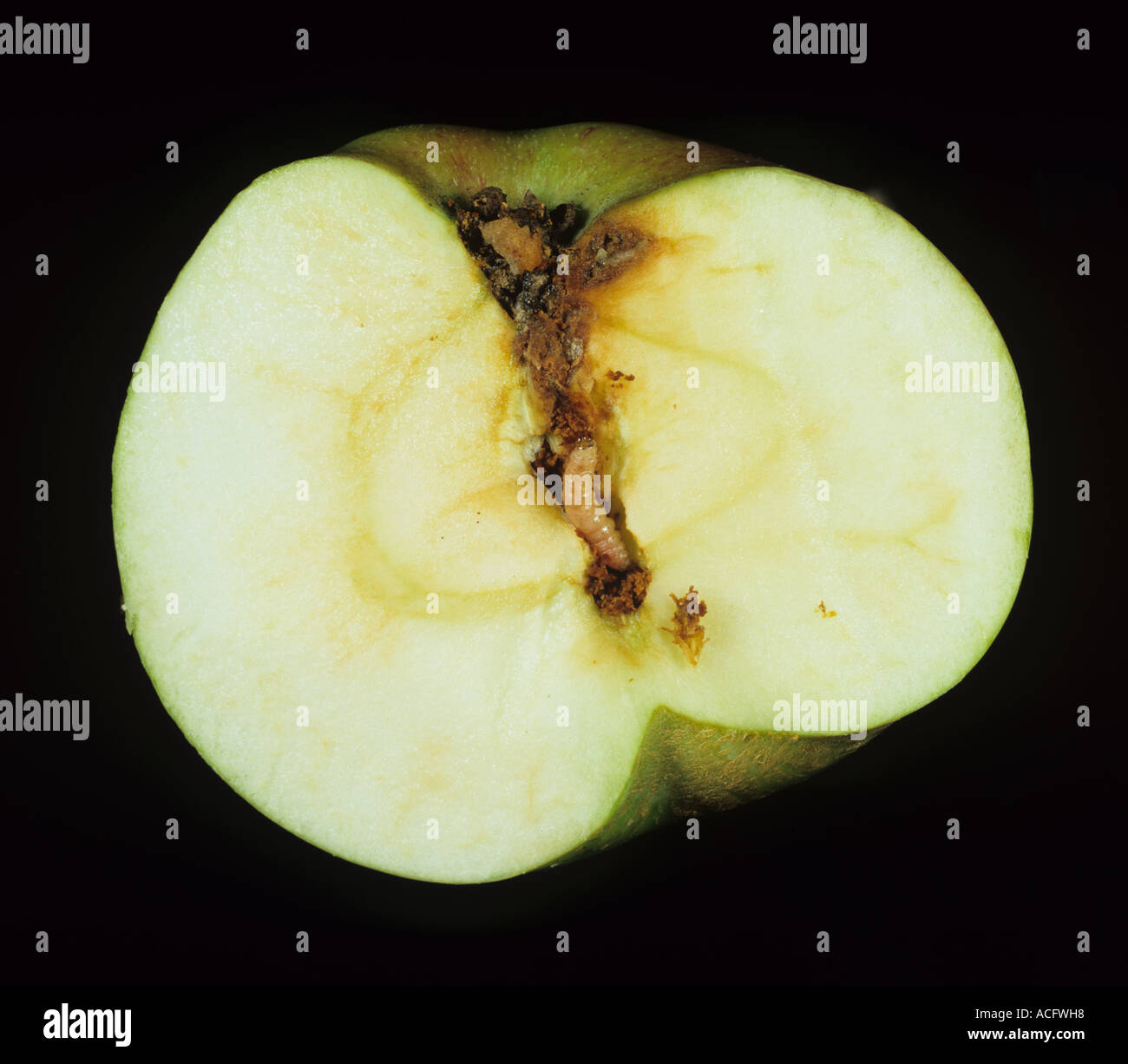 Codling moth Cydia pomonella caterpillar in its gallery in a sectioned apple Stock Photo