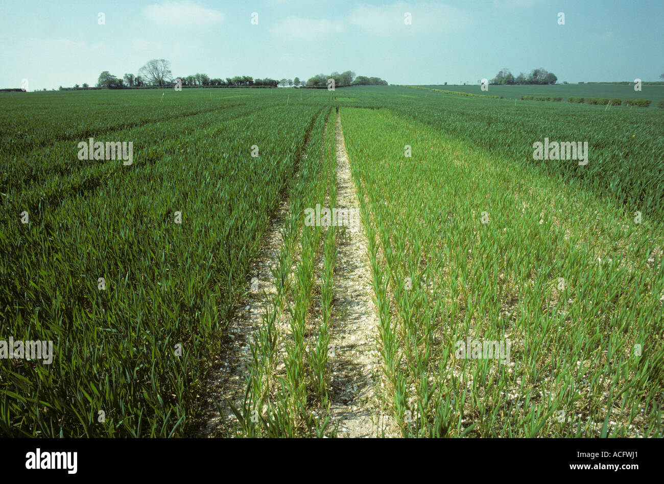 Wheat crop plots with normal nitrogen fertilizer application left