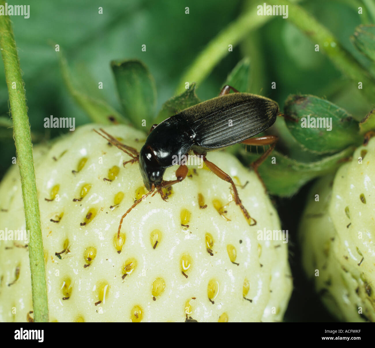 Strawberry seed beetle harpalus rufipes hires stock photography and