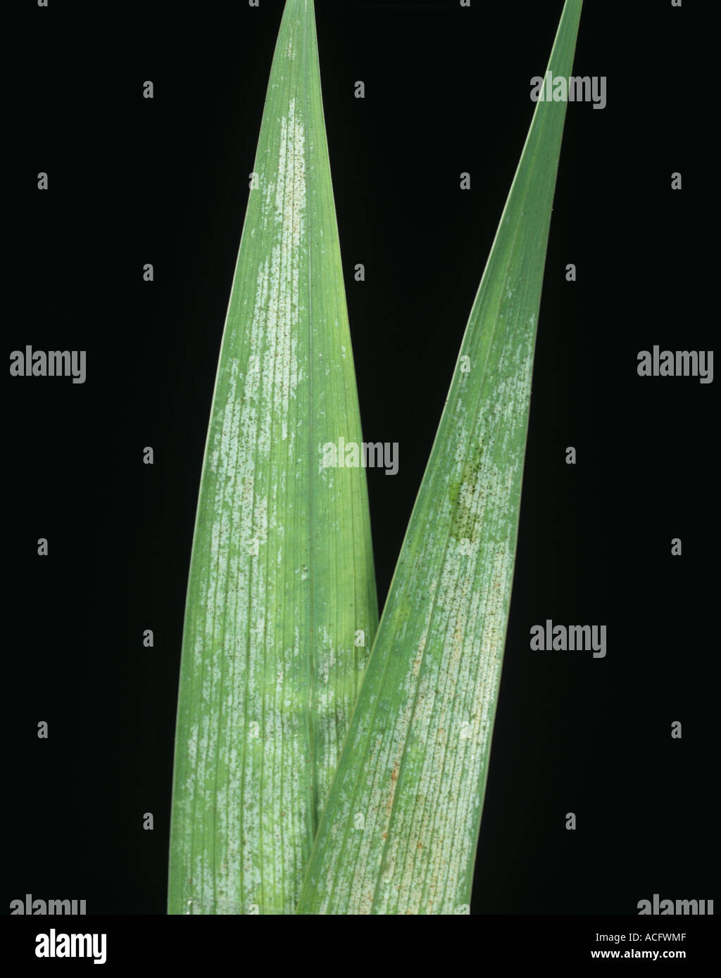 Gladiolus Thrips Thrips simplex damage to gladiolus leaves Stock Photo