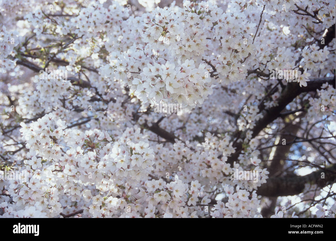 Close up of clusters of the early spring white flowers of the Flowering Fuji cherry or Prunus incisa tree Stock Photo