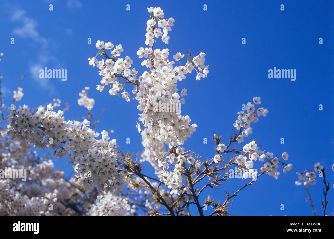 Close up of clusters of early spring white flowers of the Flowering Fuji cherry or Prunus incisa tree against bright blue sky Stock Photo