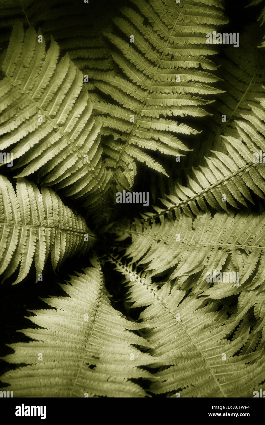 Photo of fern leaves Stock Photo