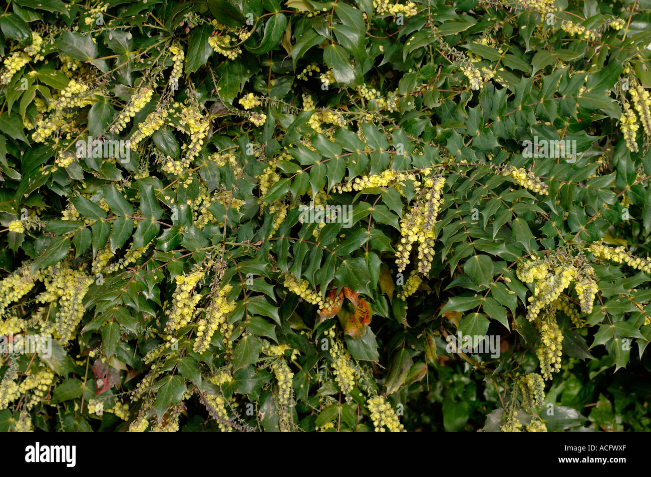 Mahonia X media Arthur Menzies sweet smelling flowering shrub Stock