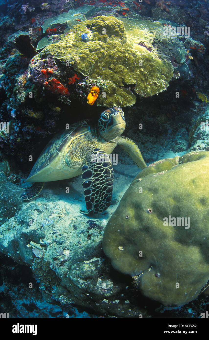 Patterned turtle shell hi-res stock photography and images - Alamy
