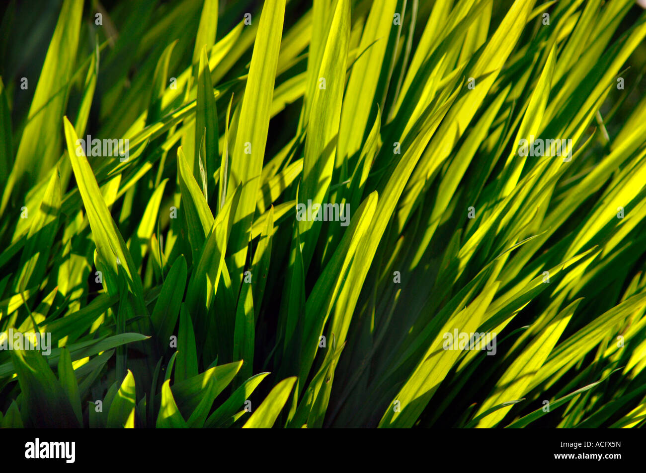 Ths Sun Backlighting A Bunch Of Green Leaves. Stock Photo