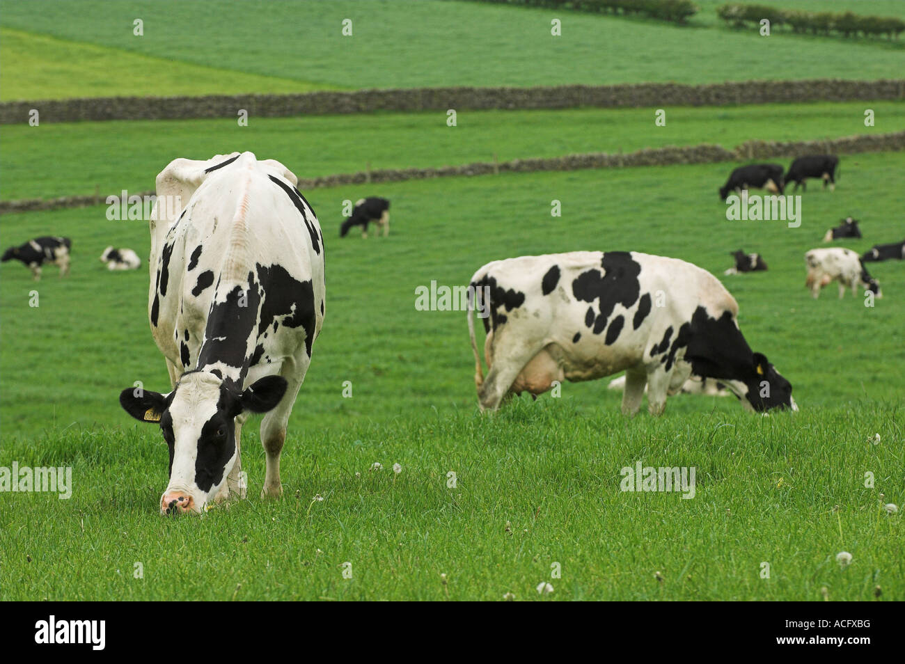 Herd of holstein dairy cattle in field Stock Photo - Alamy