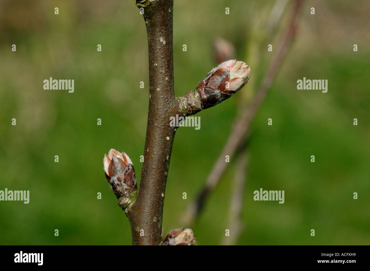 Opening leaf buds on an apple branch in spring Stock Photo