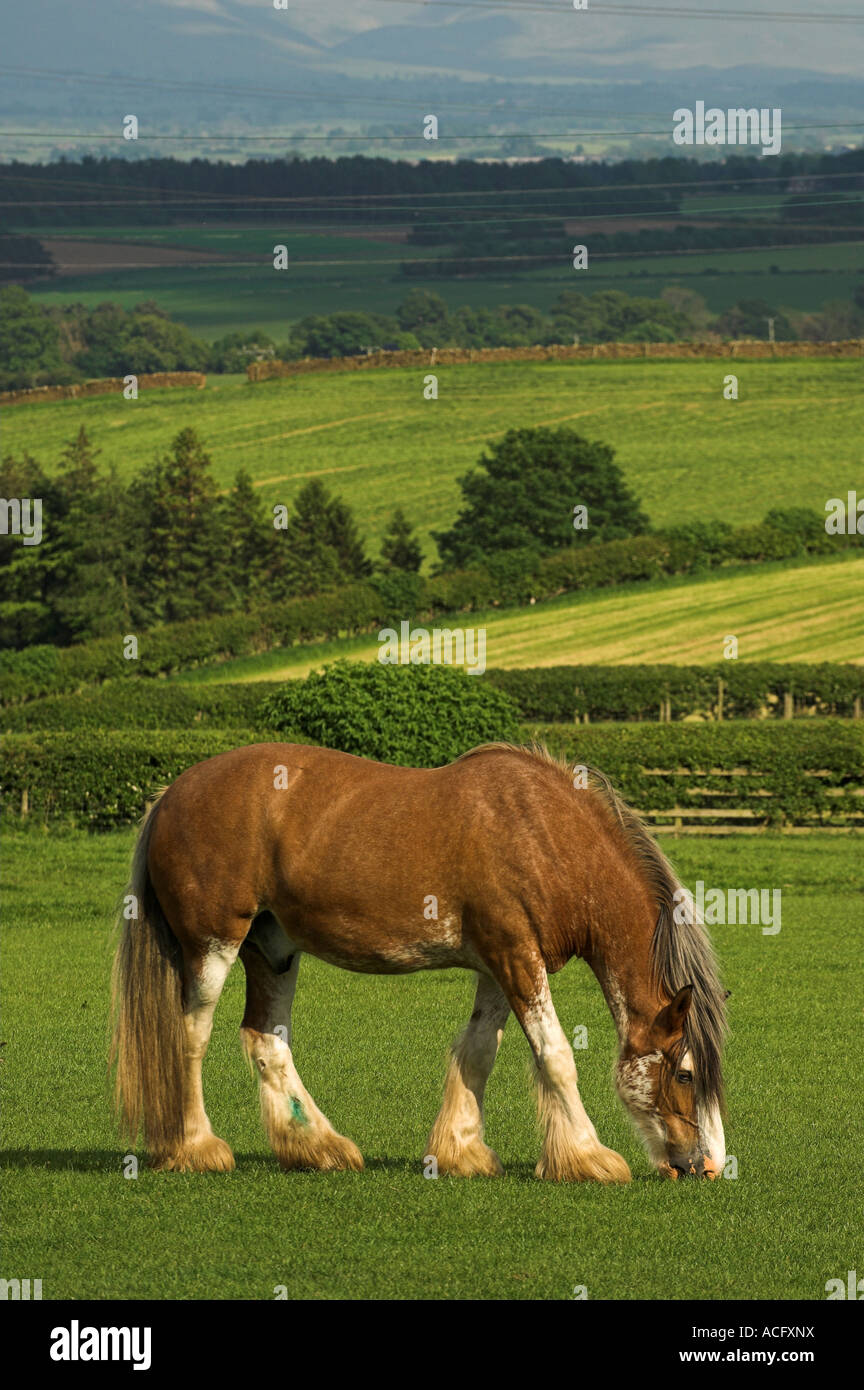 heavy horse grazing in field Stock Photo