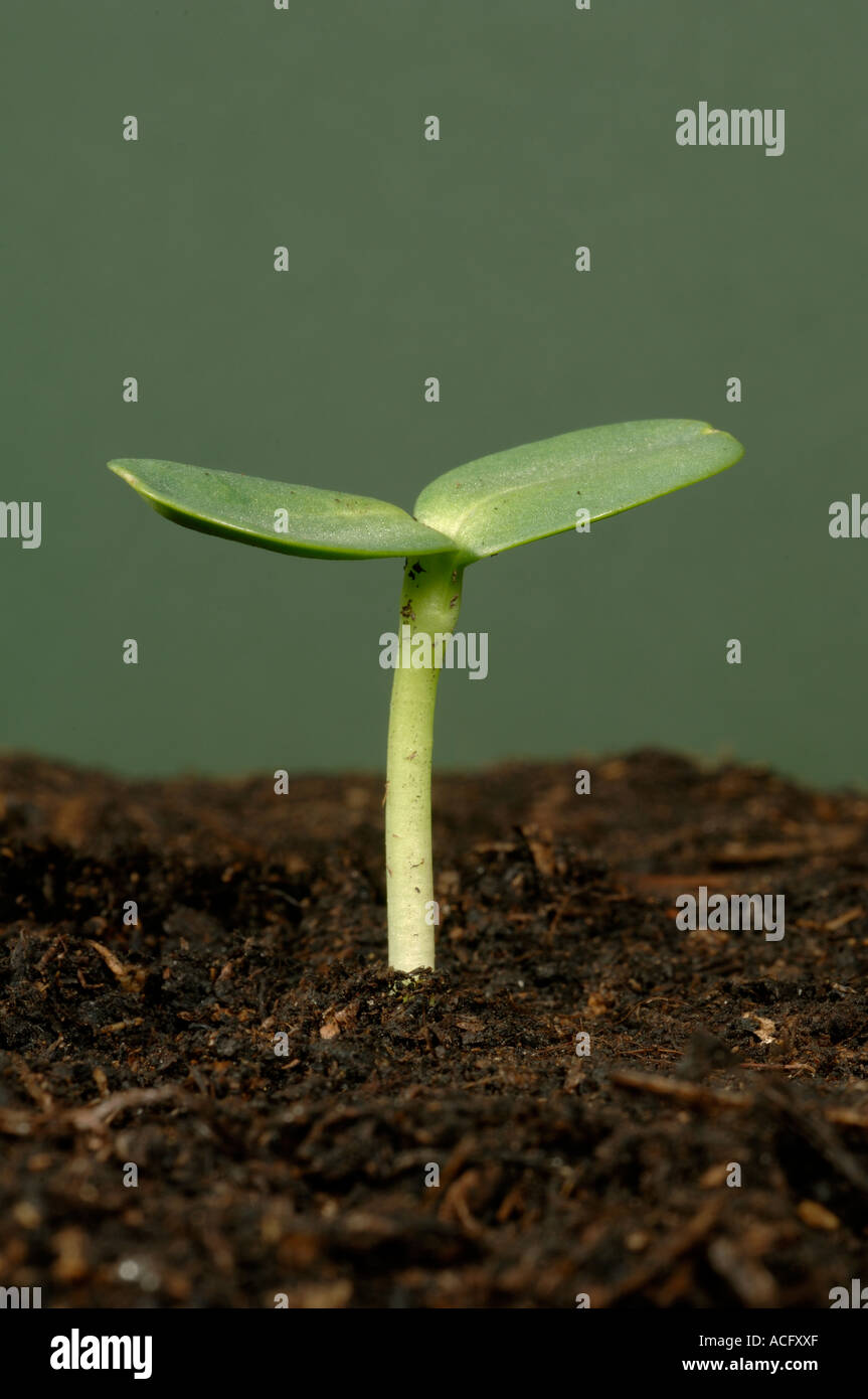 Seedling sunflower with expanded cotyledons Stock Photo