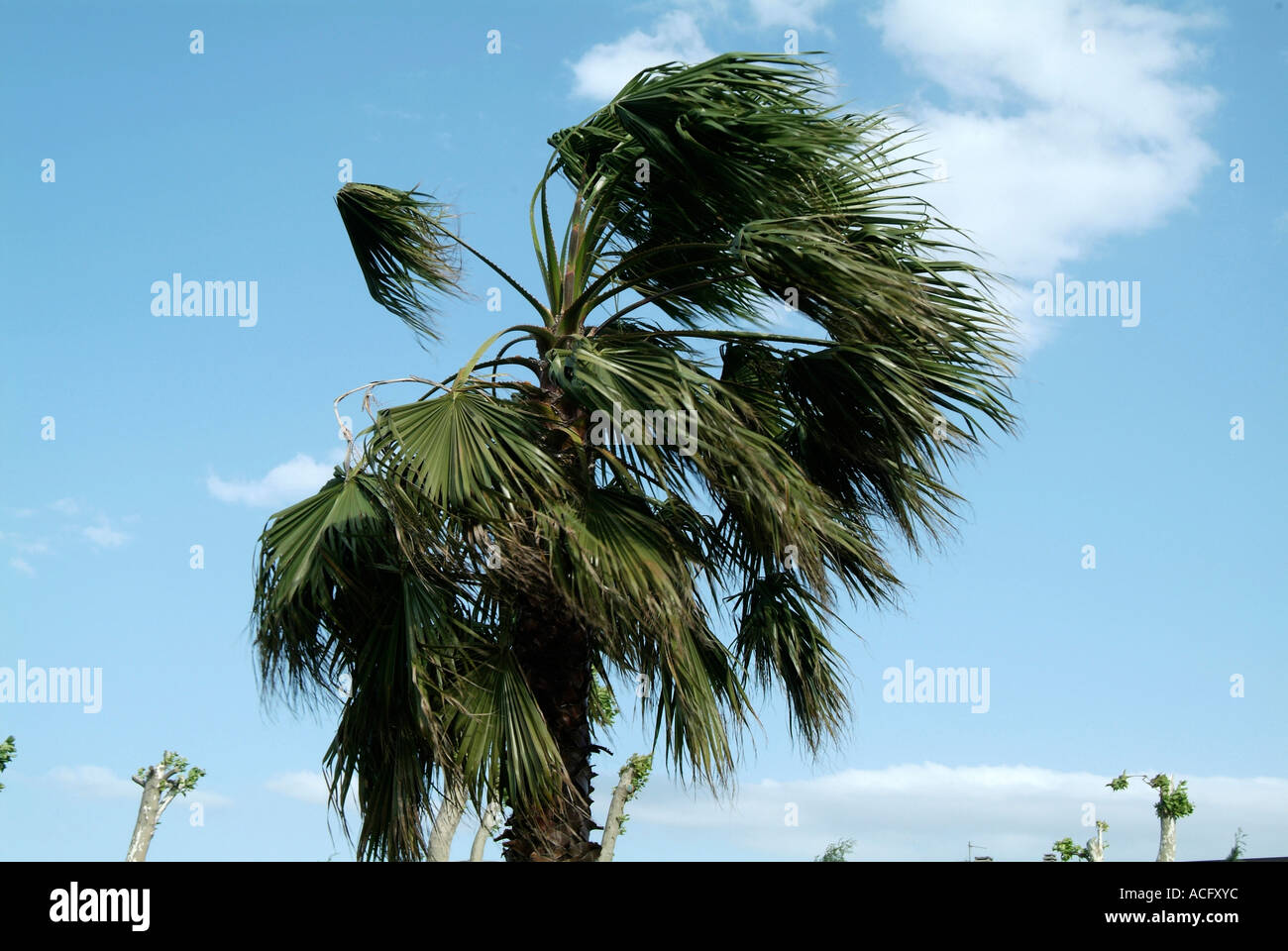windswept, palm, tree, tropical, storm, wind, windy, island, blow