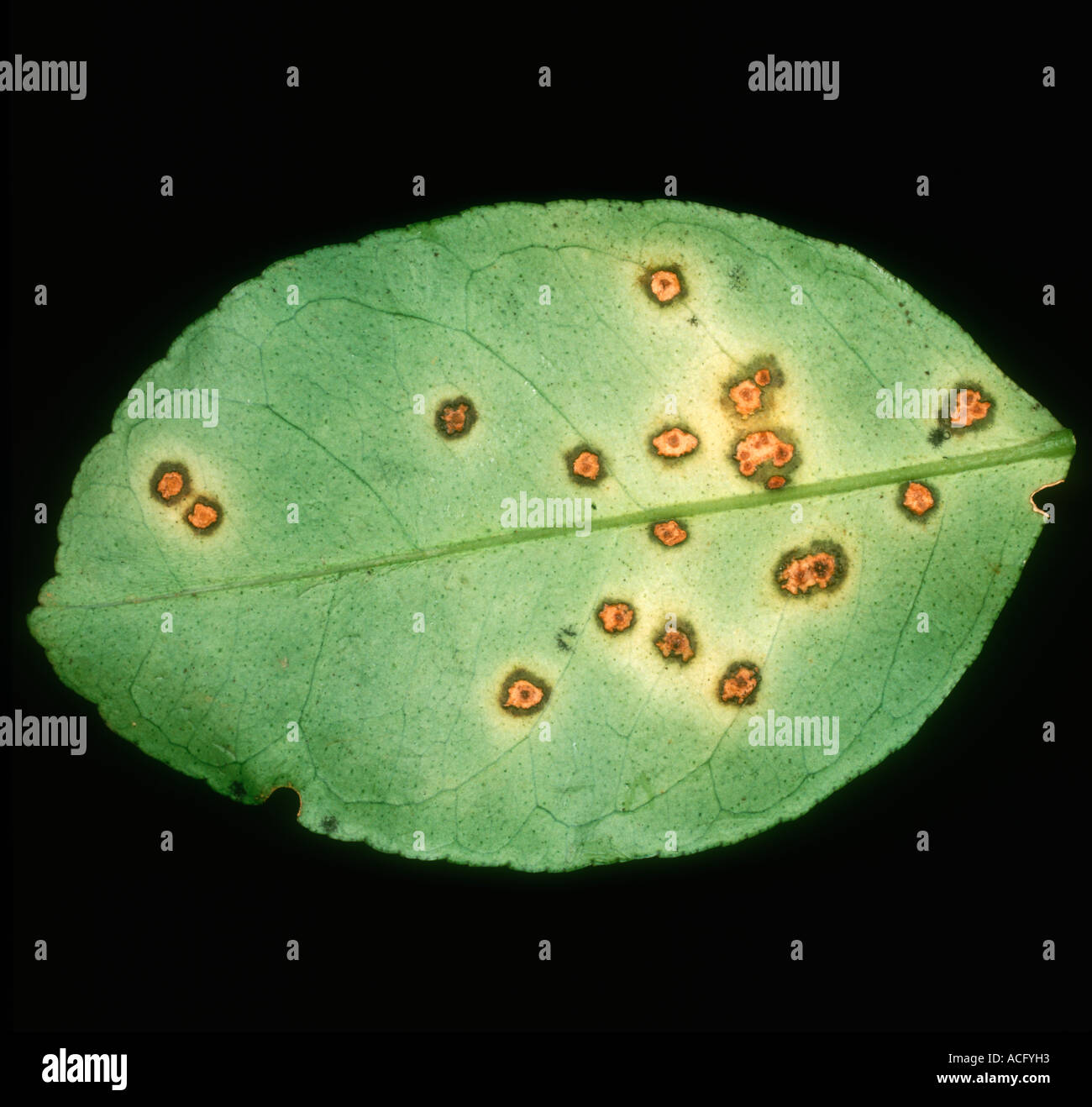Bacterial canker Xanthomonas citri leaf spotting on lemon Thailand Stock Photo