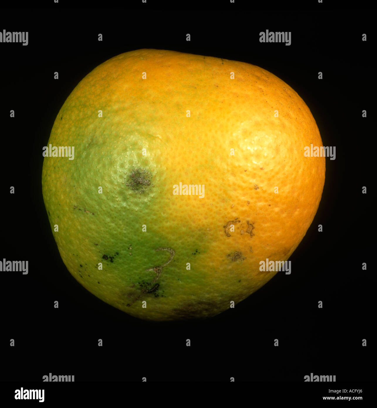 Citrus greening Candidatus Liberibacter spp.) causing greening and uneven fruit colour on an orange Stock Photo