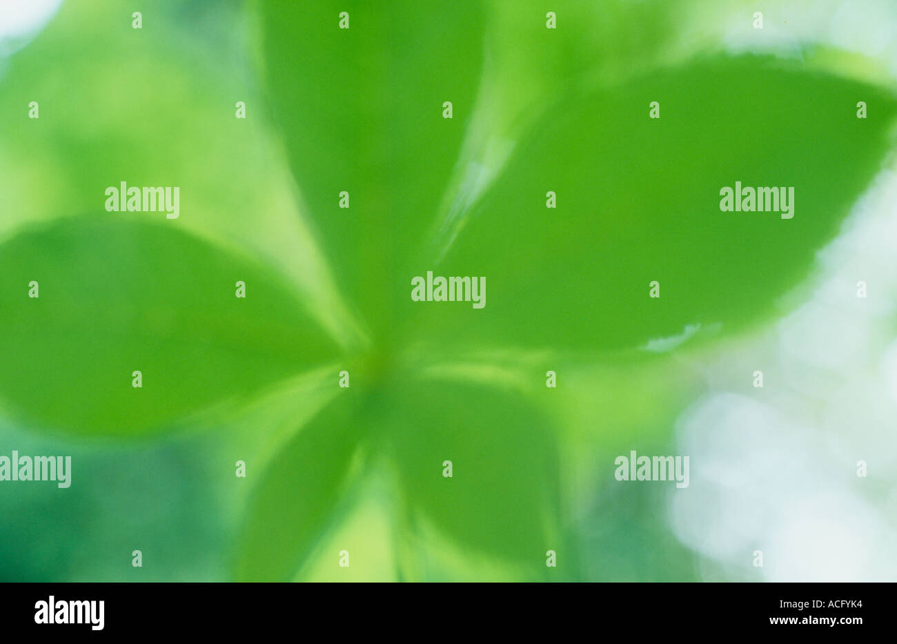 Close up of fresh young pale green leaf of Horse chestnut or Aesculus hippocastanum tree with backlit foliage beyond Stock Photo