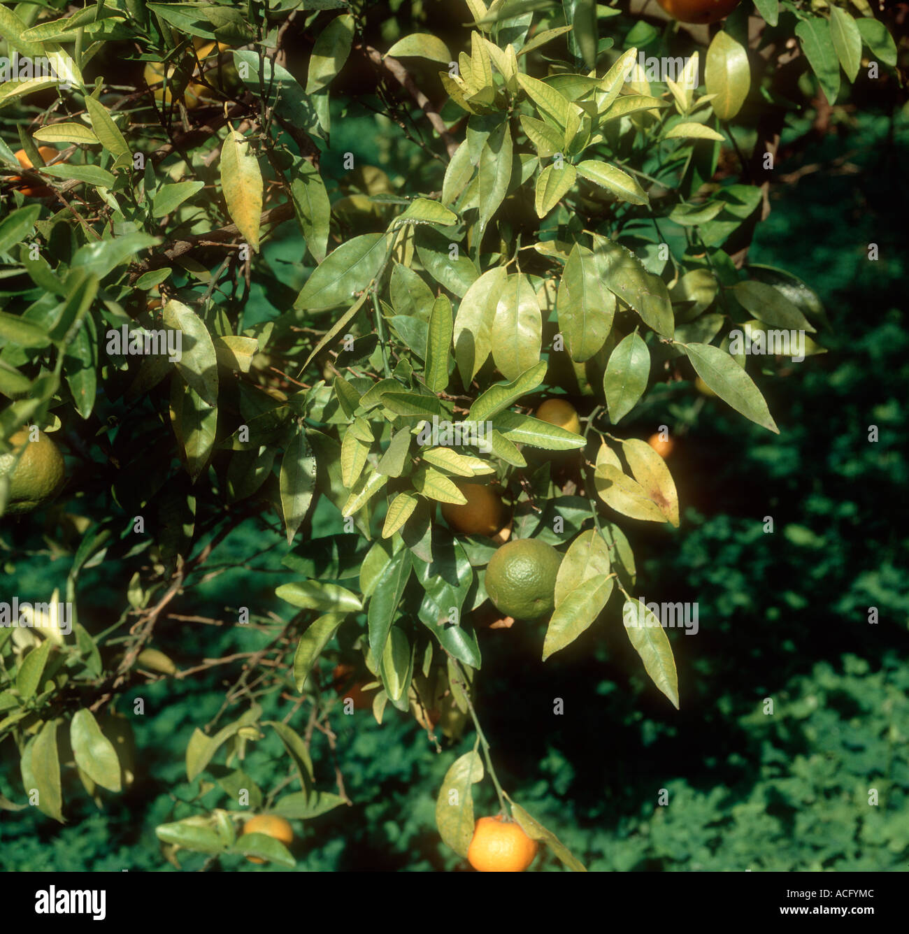 Iron deficiency interveinal chlorosis symptoms on clementine foliage