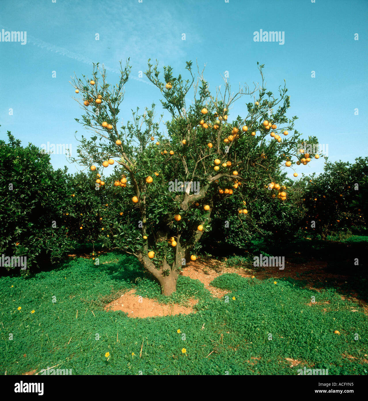 Scaly bark caused by citrus psorosis virus killing an orange tree Stock Photo