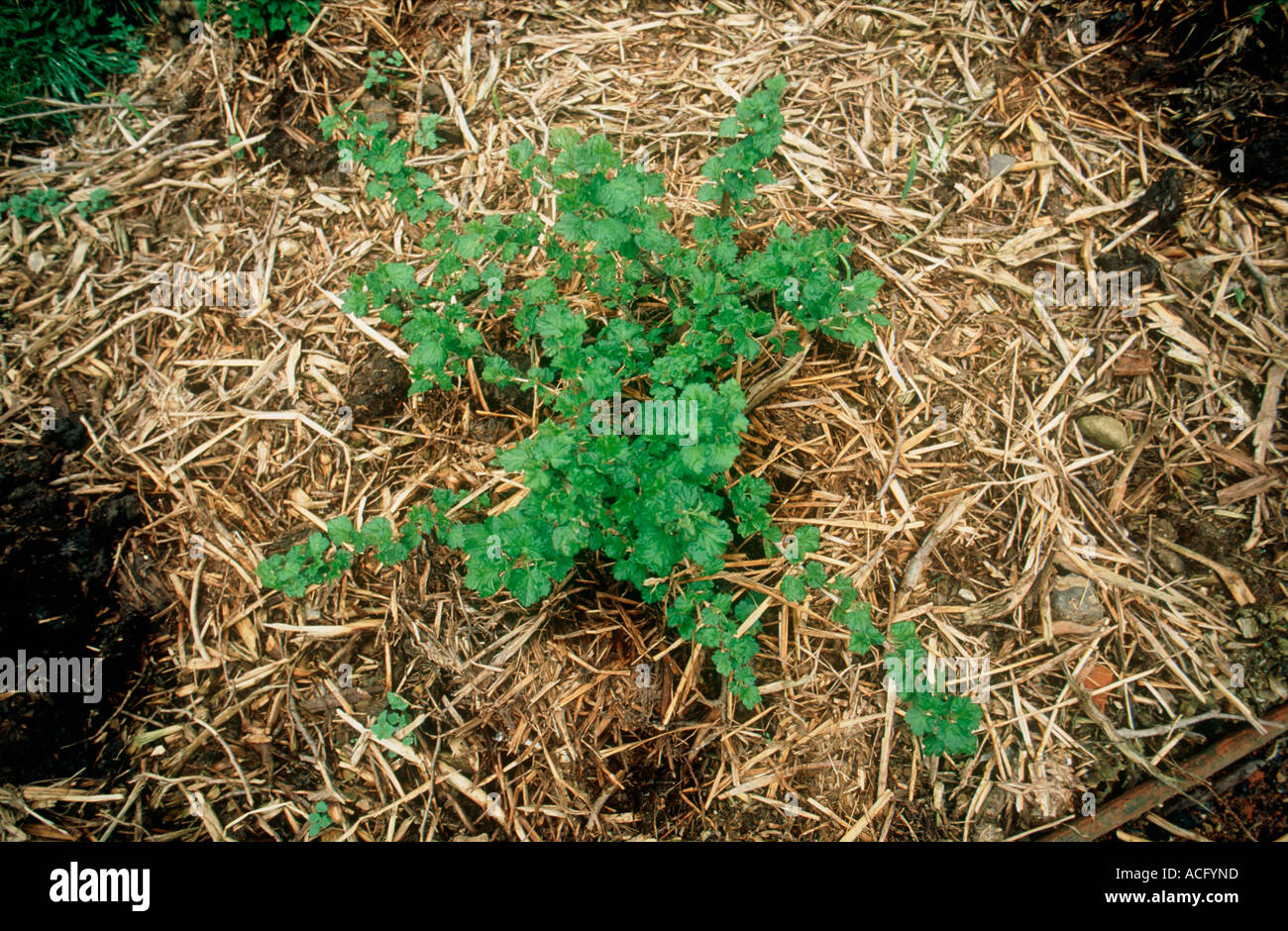 A young gooseberry bush Ribes uva crispa with wood chip mulch mixed with manure Stock Photo