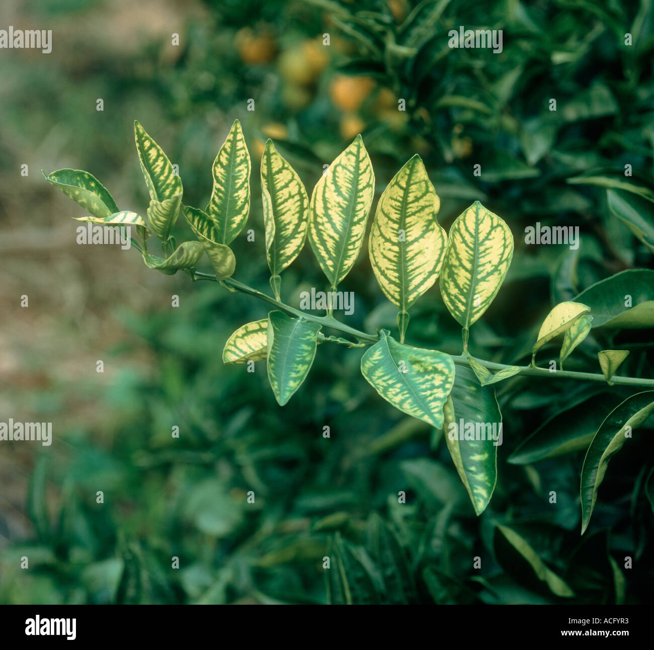 Typical zinc deficiency symptoms on orange leaves Sicily Stock Photo