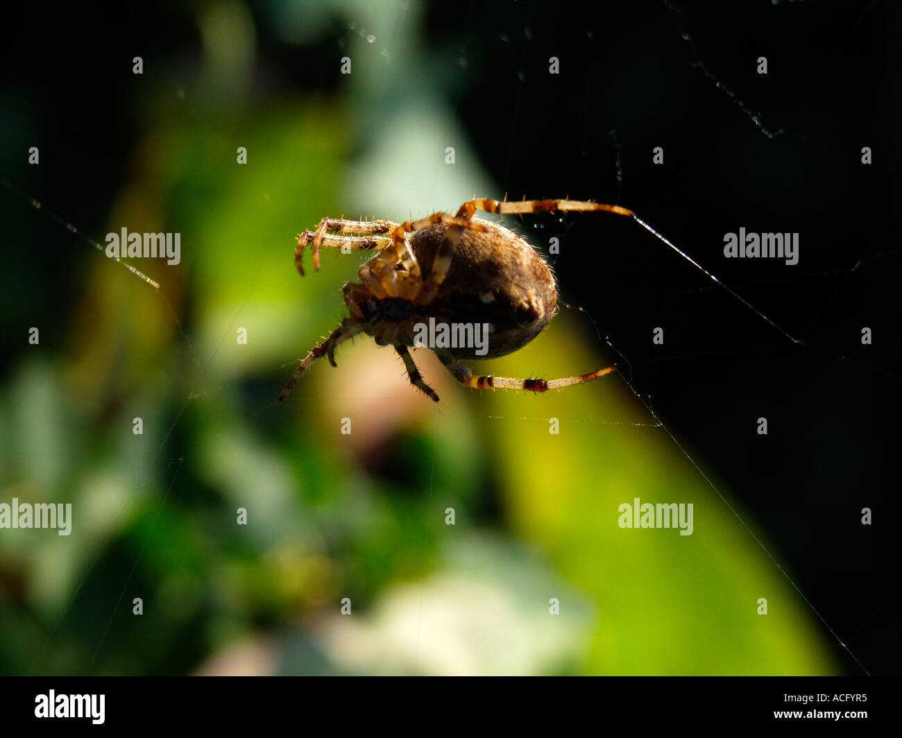Common garden spider weaving its web Stock Photo - Alamy