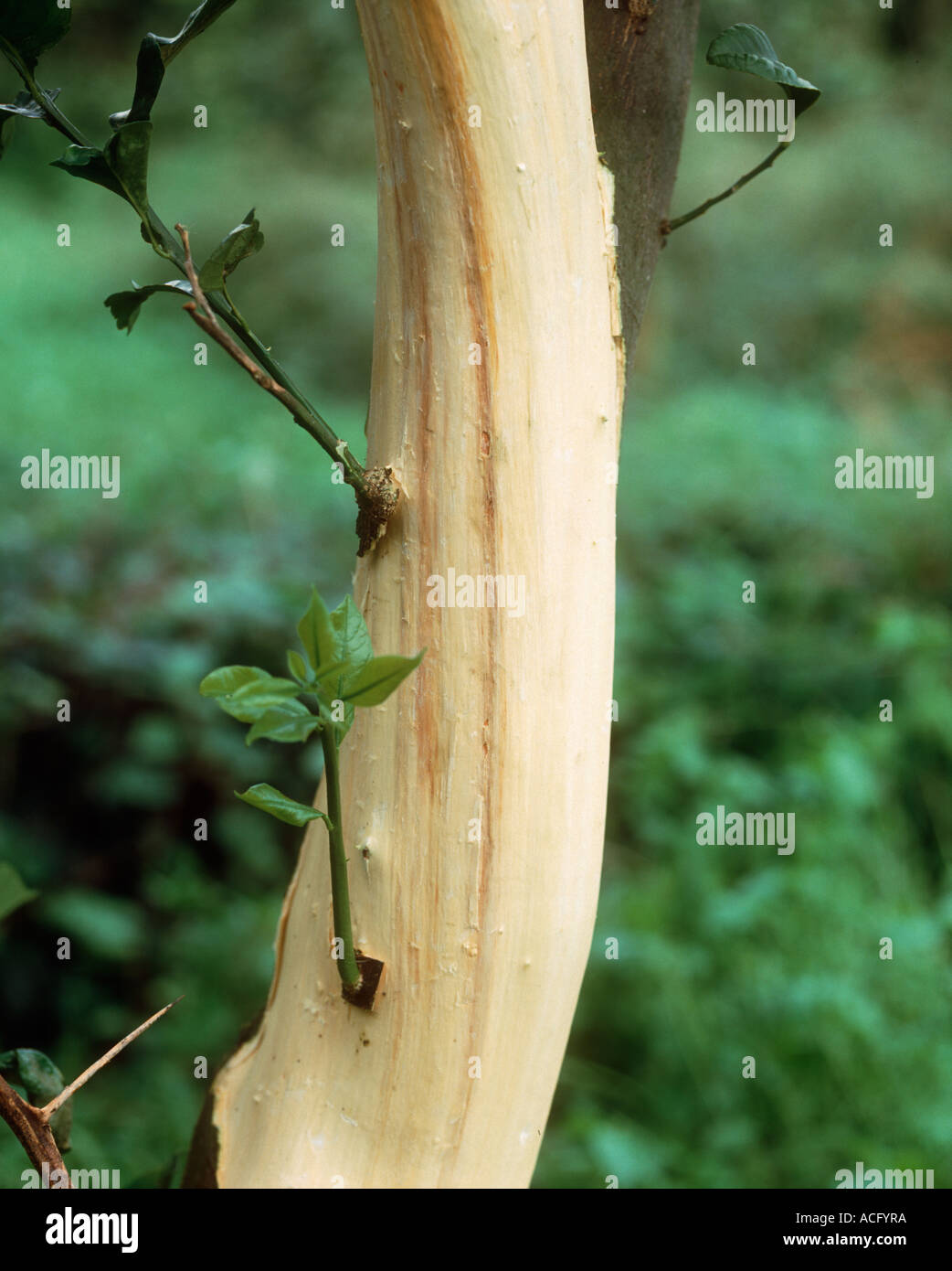 Mal secco Phoma tracheiphila browning of the vascular tissue in a lemon tree trunk Stock Photo