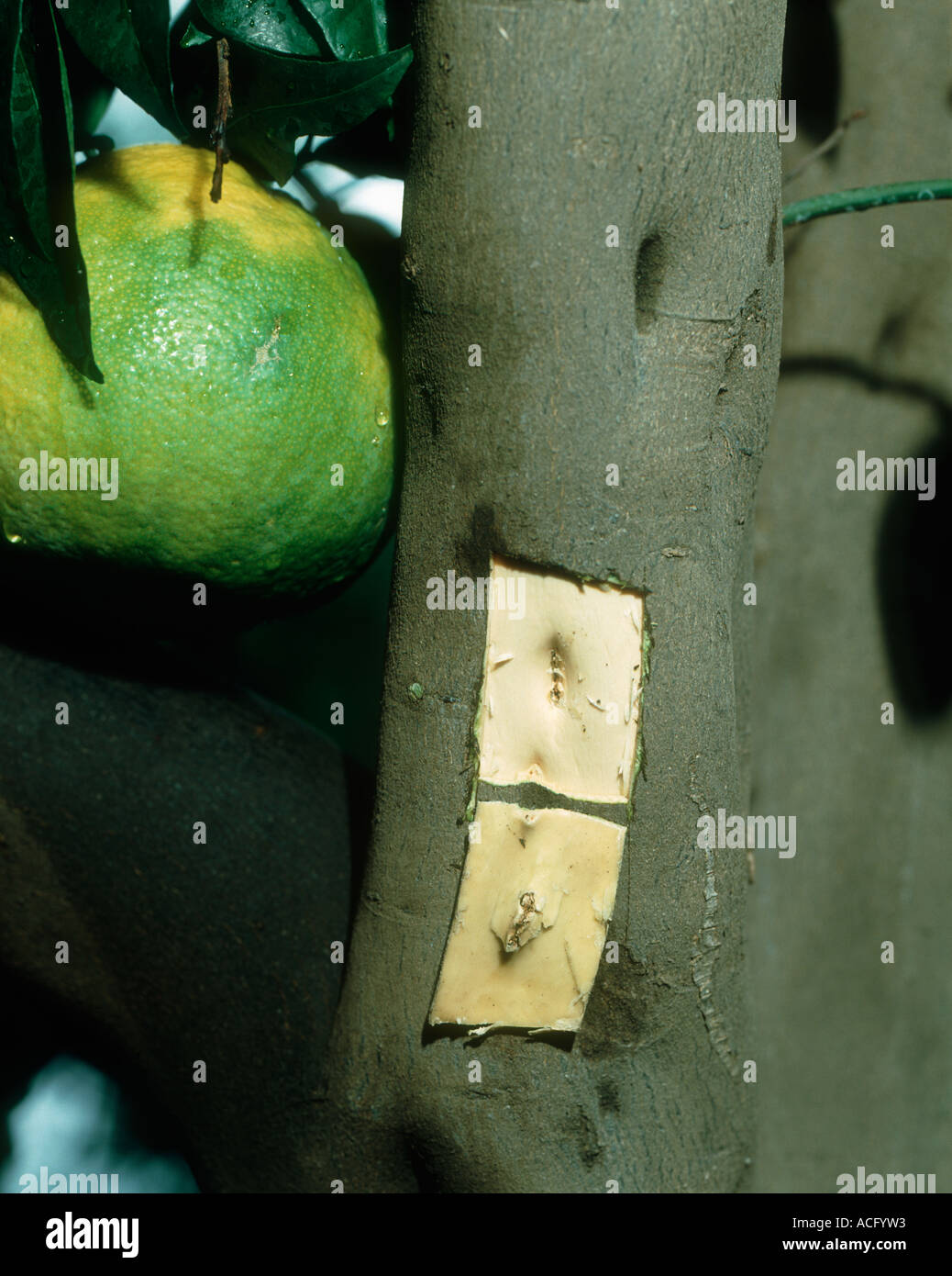 Cristacortis virus pitting in exposed main trunk of a tangelo tree Stock Photo