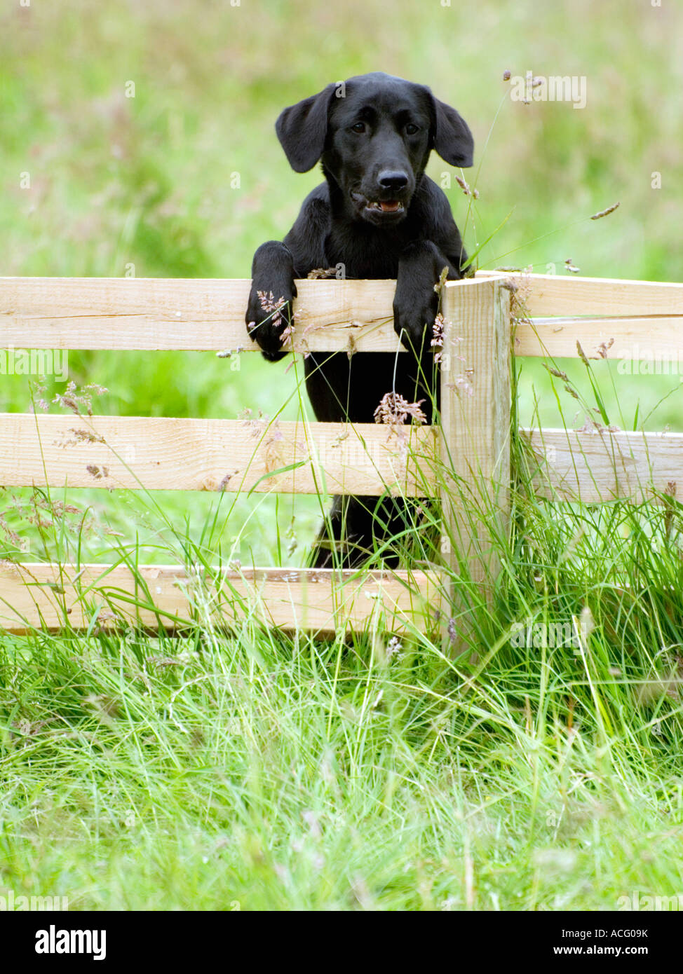 Black Labrador Puppy Stock Photo Alamy