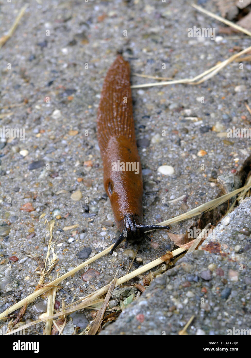 Arion lusitanicus spanish slug Stock Photo