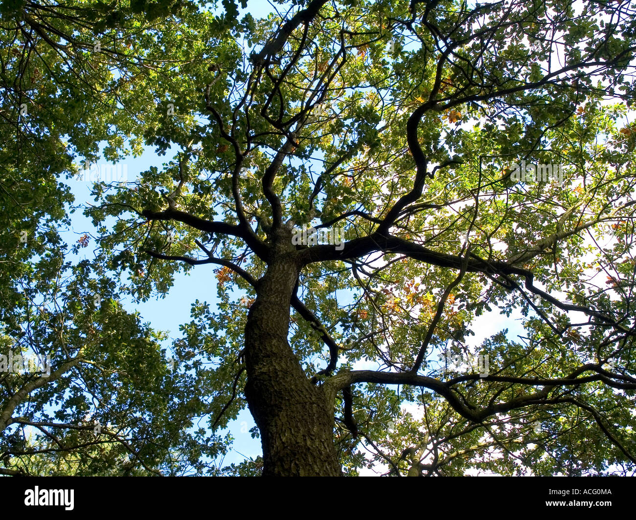 crown of an old oak tree Stock Photo Alamy