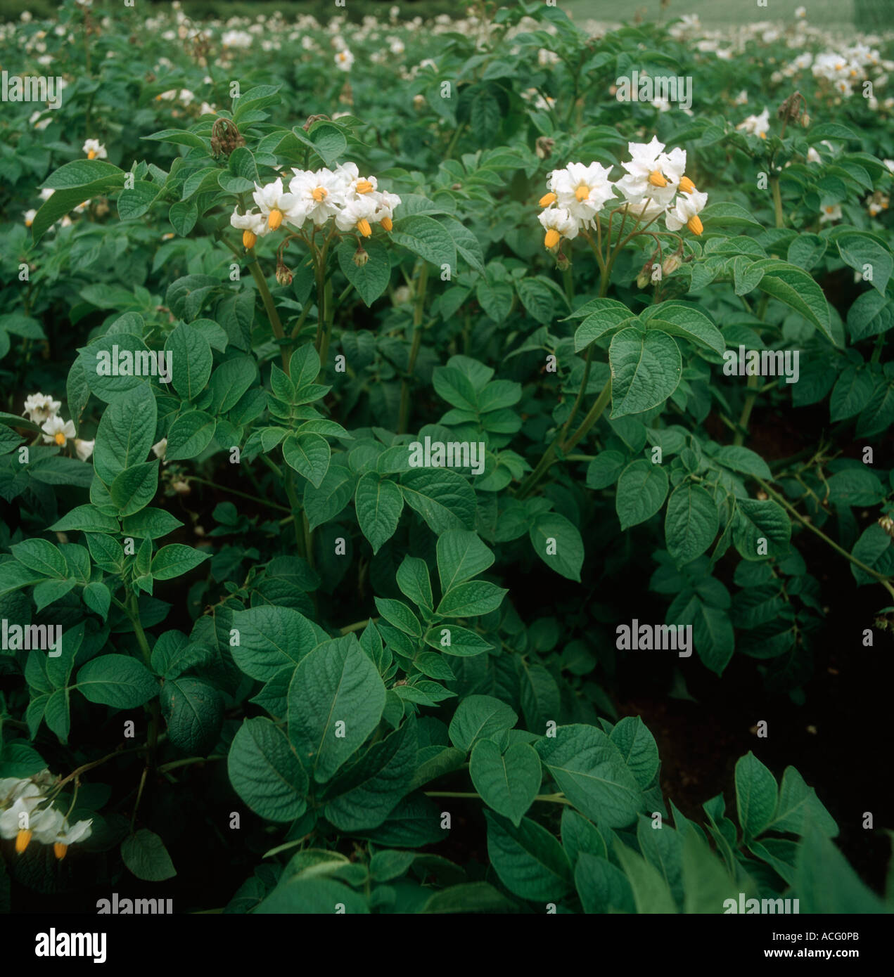 Flowering organic potato crop Stock Photo
