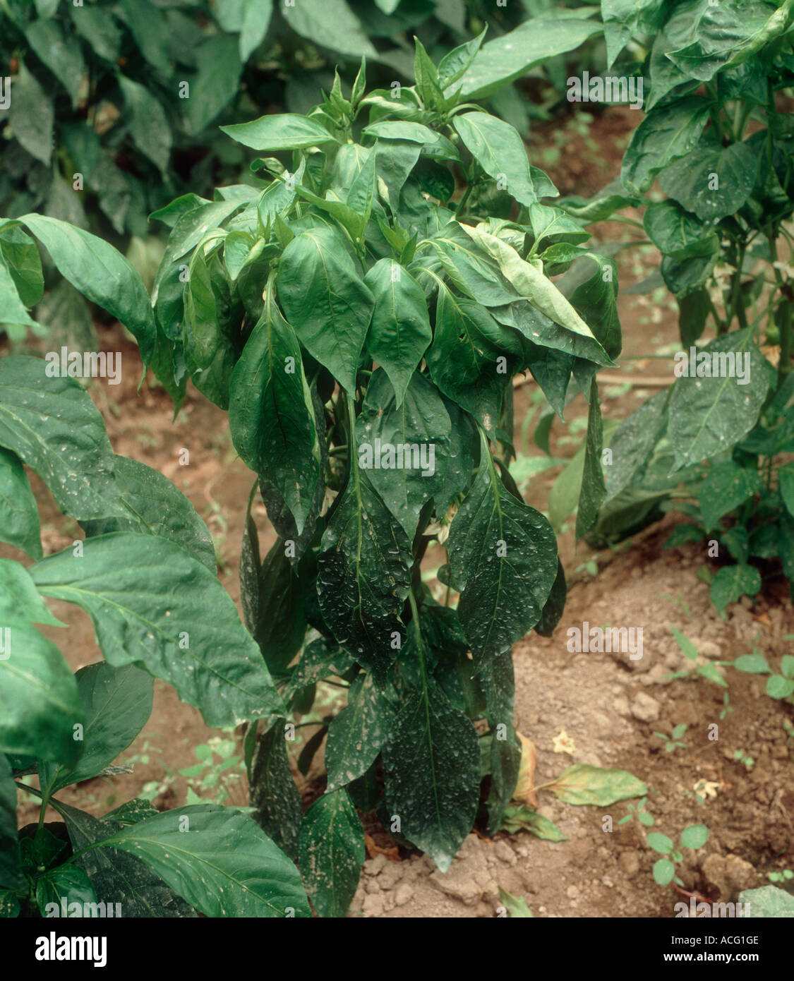 Verticillium wilt Verticillium albo atrum affecting capsicum pepper in a polytunnel Stock Photo