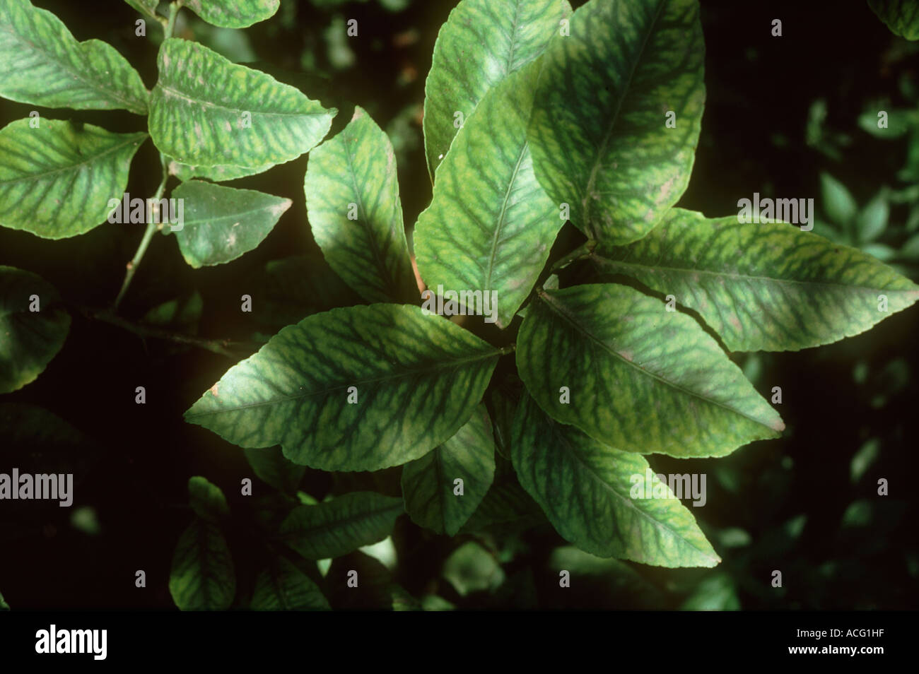 Lemon leaves showing symptoms of manganese deficiency Stock Photo