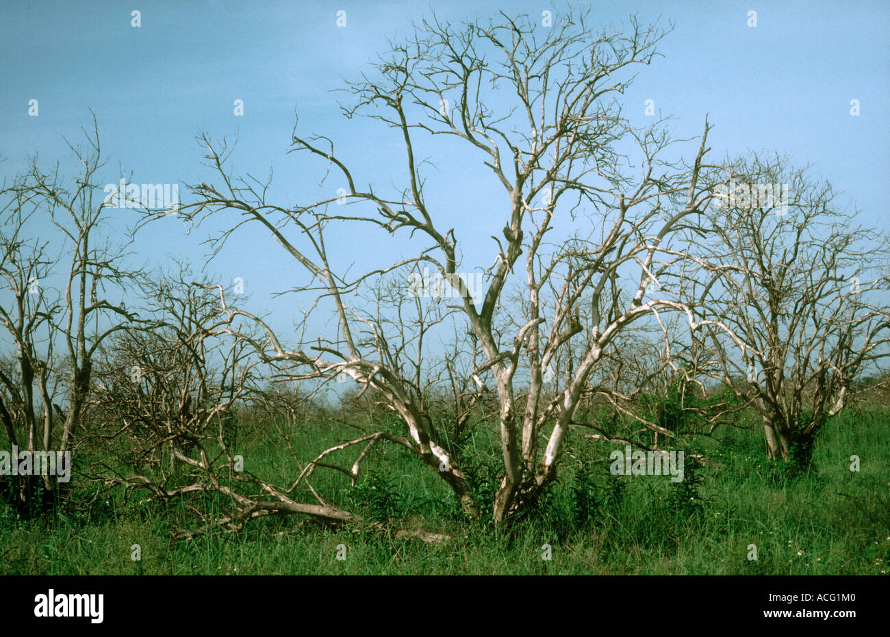 Orange trees killed by unusually severe frost in northern Florida USA Stock Photo