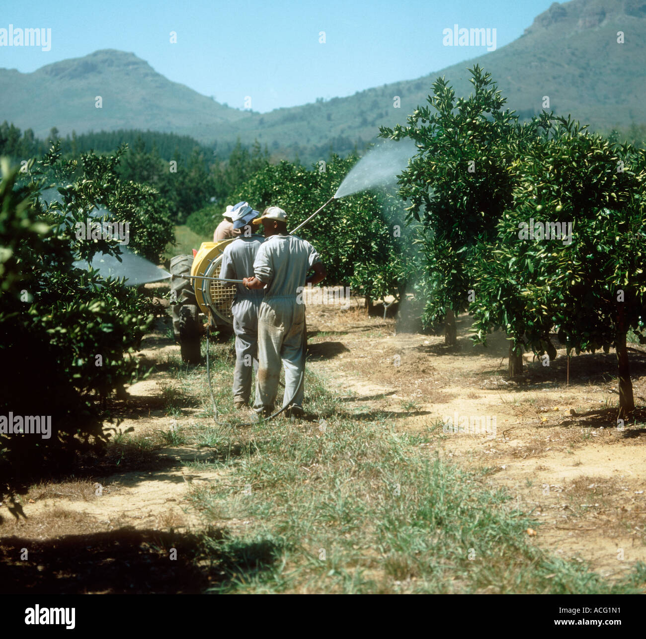 Lance spraying of orange trees in South Africa without safety clothing Stock Photo
