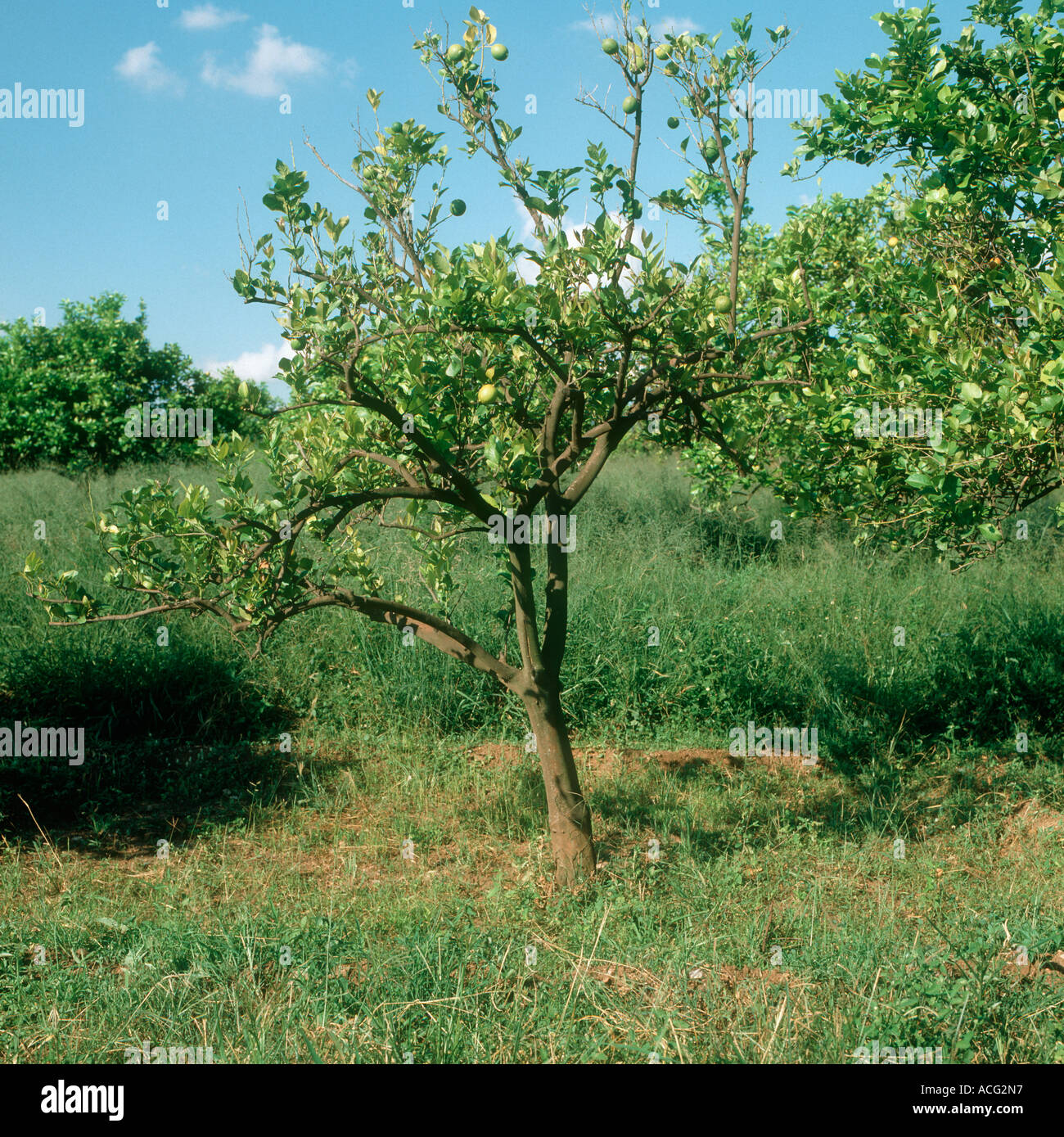 Citrus greening (Candidatus Liberibacter spp.) causing defoliation on a lemon tree Stock Photo