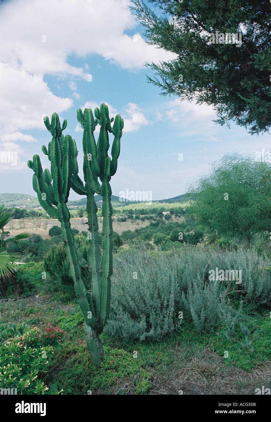 Landscape in Ibiza with cactus plants Stock Photo - Alamy