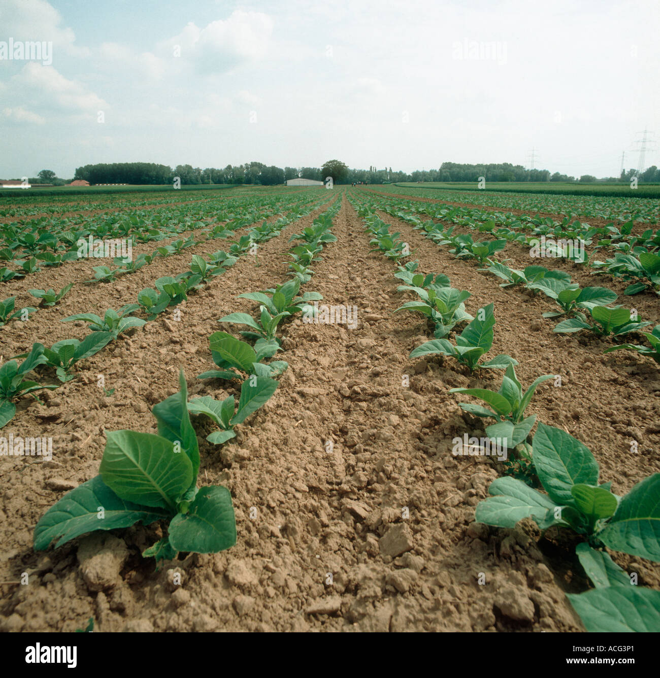 farm fresh tobacco row Rows of tobacco hi-res stock photography and images