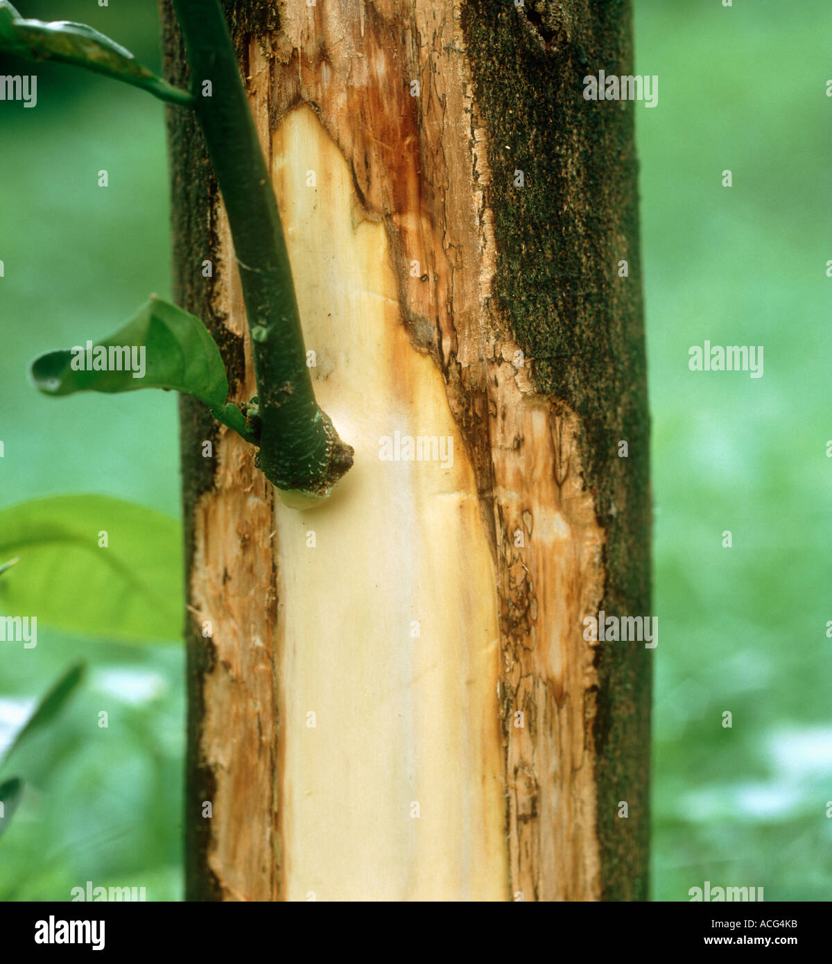 Mal secco Phoma tracheiphila exposed diseased vascular tissue on lemon trunk Stock Photo