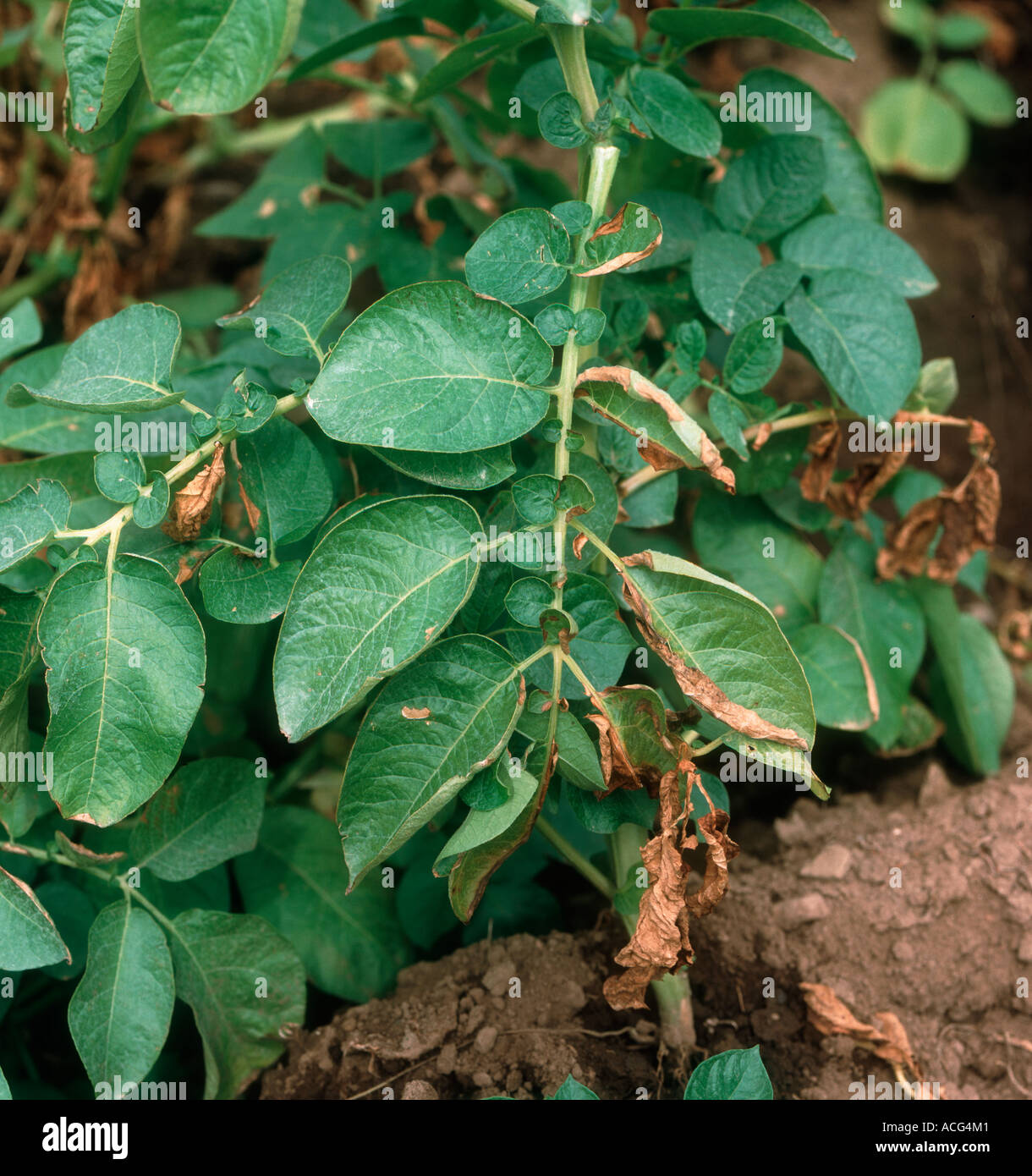 Potato plants affected by wilt Verticillium albo atrum Stock Photo